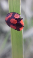 Botanochara angulata