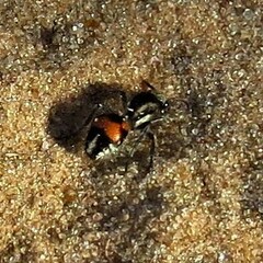 Traumatomutilla ocellaris