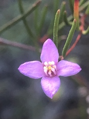 Boronia filifolia
