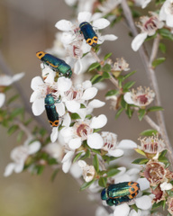 Castiarina ocelligera