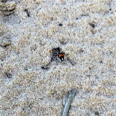 Traumatomutilla ocellaris