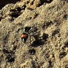 Traumatomutilla ocellaris