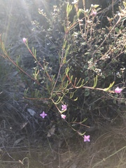 Boronia filifolia