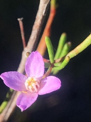 Boronia filifolia