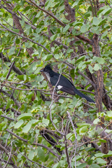 Clamator levaillantii