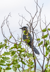 Clamator levaillantii