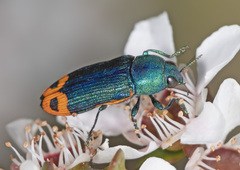 Castiarina ocelligera