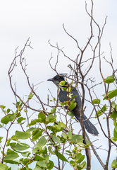 Clamator levaillantii