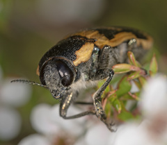 Temognatha mitchellii