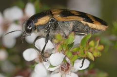 Temognatha mitchellii