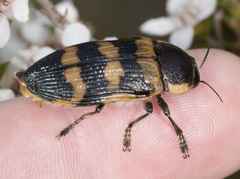 Temognatha mitchellii