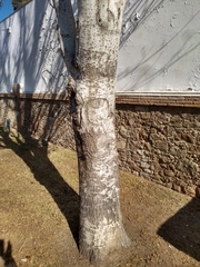 Populus alba