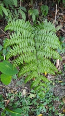 Diplazium laxifrons