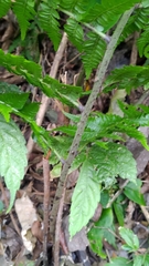 Diplazium laxifrons