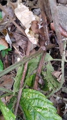 Diplazium laxifrons