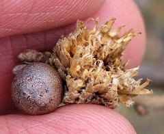 Andricus foecundatrix