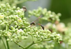 Eustenogaster micans