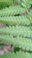 Diplazium laxifrons