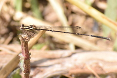 Prodasineura verticalis