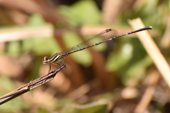 Prodasineura verticalis