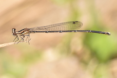 Prodasineura verticalis