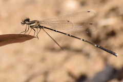 Prodasineura verticalis