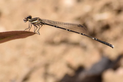 Prodasineura verticalis