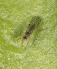 Ptilophyllodromia biroi