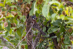 Emberiza flaviventris
