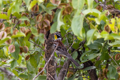 Emberiza flaviventris