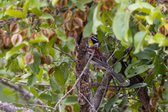 Emberiza flaviventris