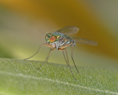 Heteropsilopus cingulipes