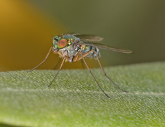 Heteropsilopus cingulipes