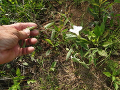 Calystegia catesbeiana