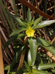 Ludwigia adscendens