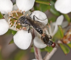 Rhagigaster scalae
