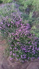 Glandularia tenera