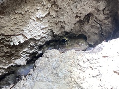 Craugastor yucatanensis