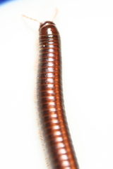 Ommatoiulus sabulosus