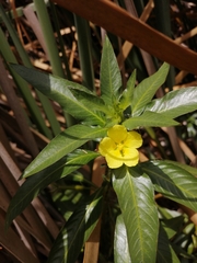 Ludwigia adscendens