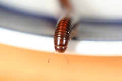 Ommatoiulus sabulosus