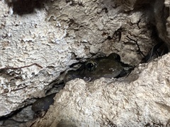 Craugastor yucatanensis