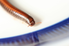 Ommatoiulus sabulosus