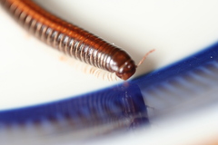 Ommatoiulus sabulosus