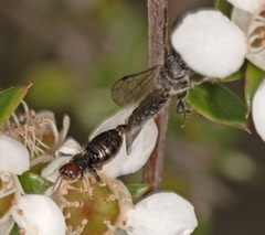 Rhagigaster scalae