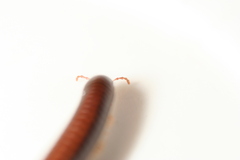 Ommatoiulus sabulosus