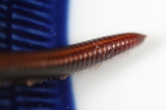 Ommatoiulus sabulosus