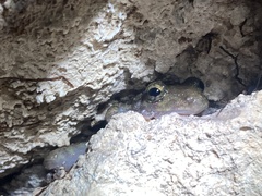 Craugastor yucatanensis