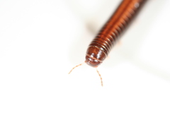 Ommatoiulus sabulosus