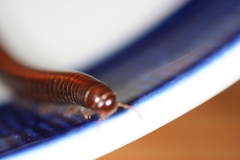 Ommatoiulus sabulosus